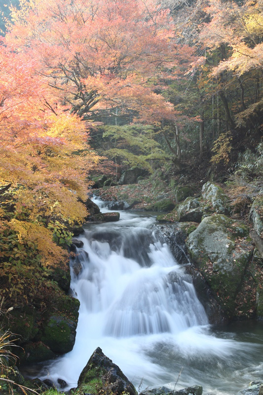 那倉川渓谷の写真1