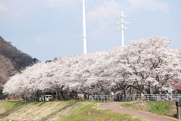 久慈川サイクリングロードの写真1