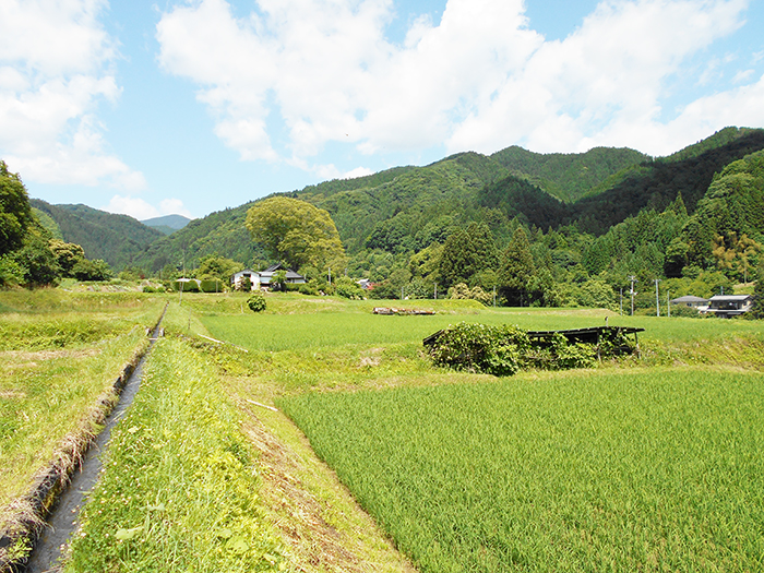 真名畑郷愁の風景とあんずの里の写真1