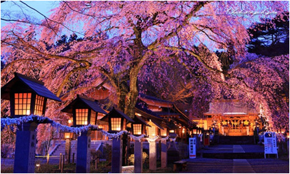 楽翁桜の写真1