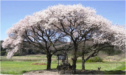 奥の細道に咲く「庄司戻しの桜」の写真1