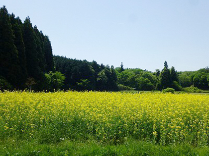 野出島の菜の花（野出島の里　菜の花鑑賞会）の写真1
