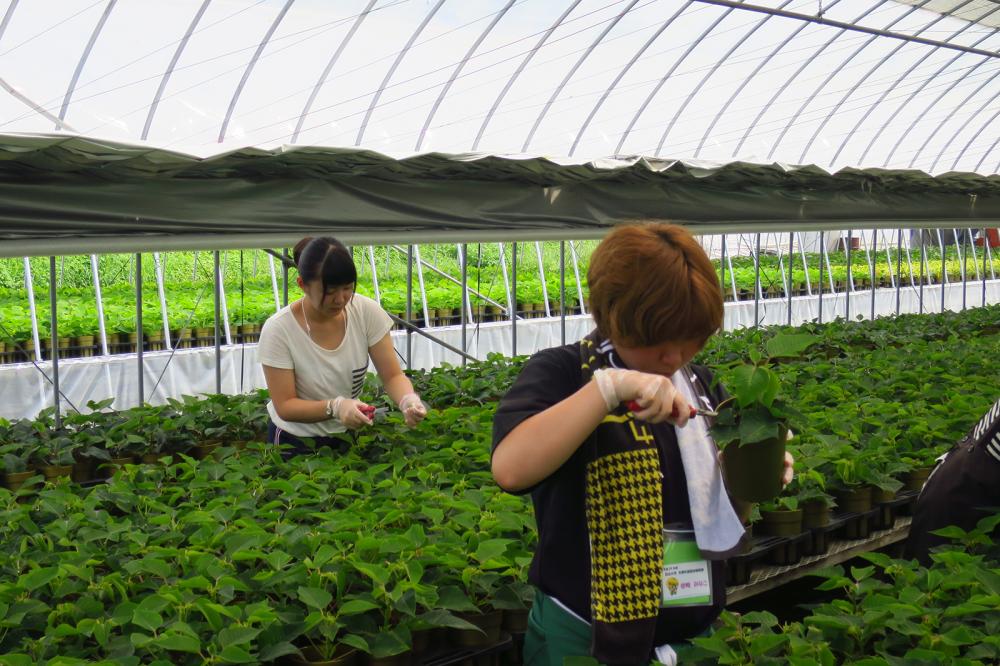 本場の田舎暮らしを体験！農業体験・農家民泊の写真1
