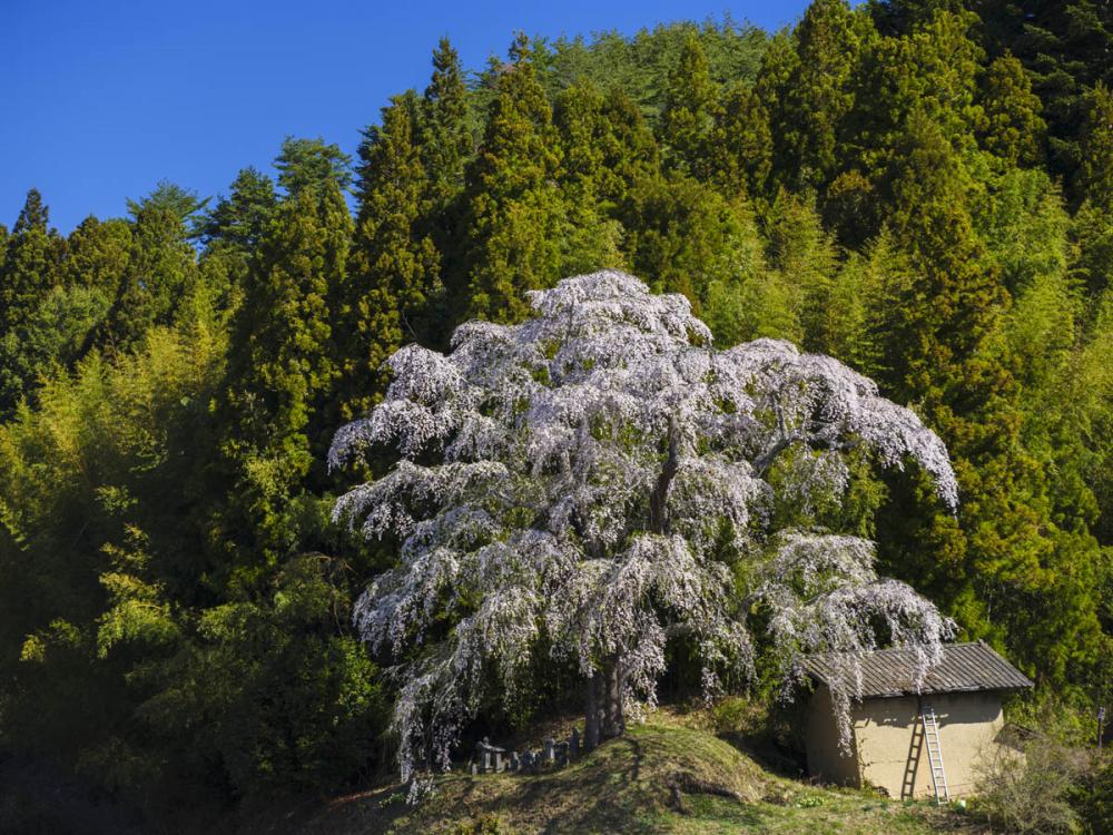 火打石のしだれ桜の写真1