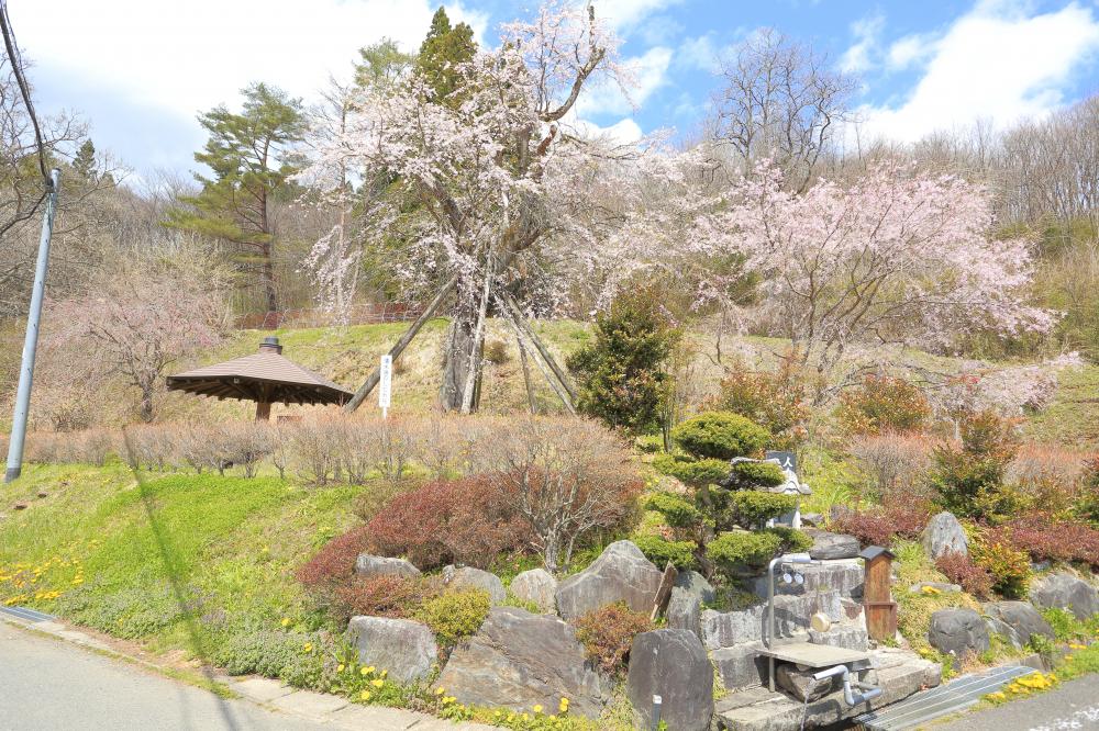 清水端のしだれ桜の写真1