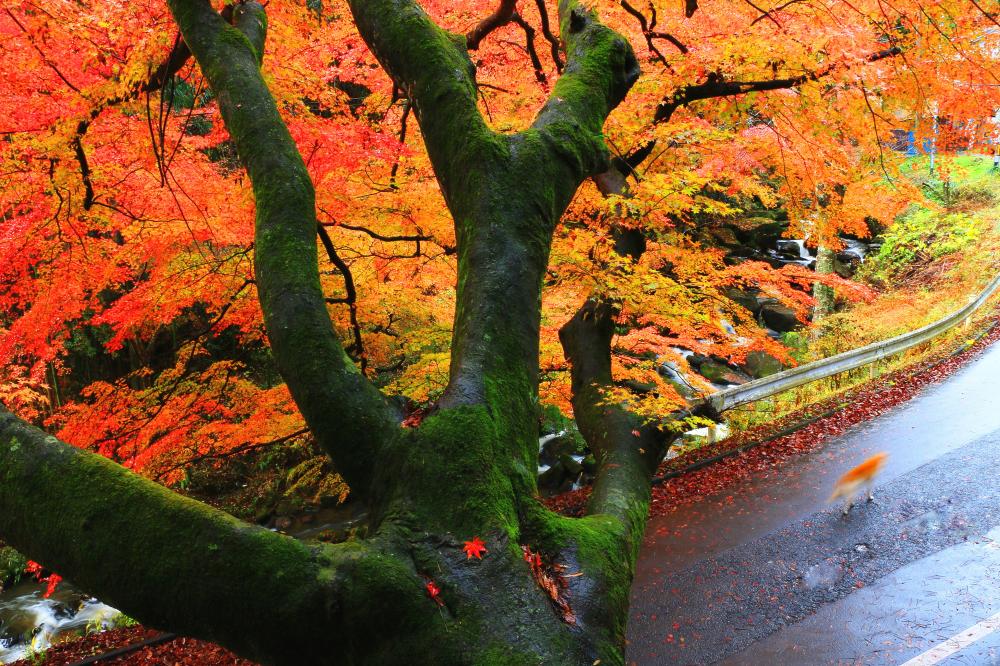 落合の大もみじの写真1