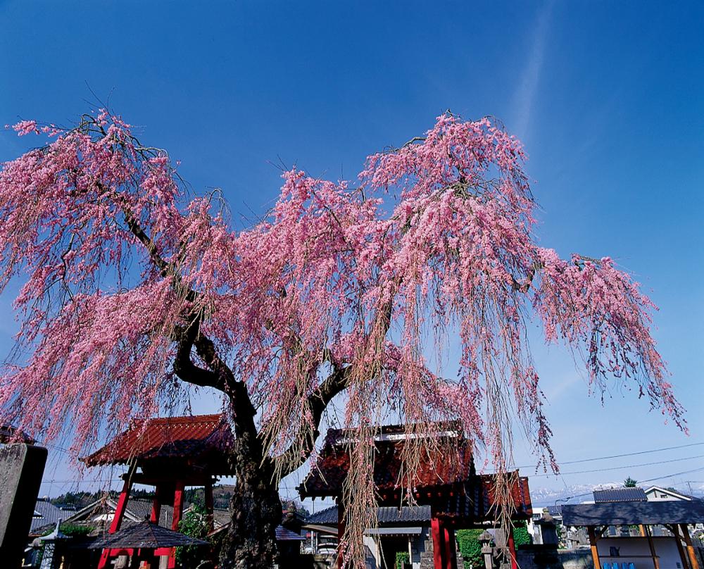 城下町しだれ3桜（桜まつり）の写真1