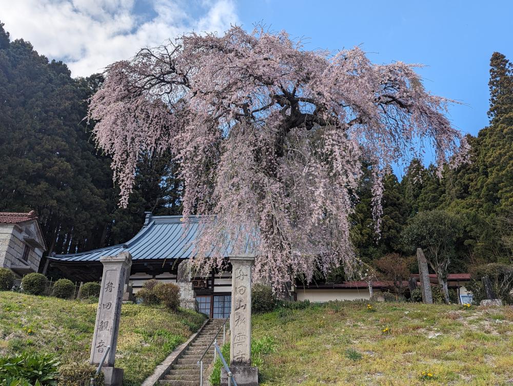 松雲寺観音しだれ桜の写真1