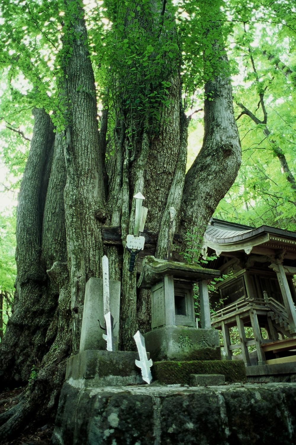 剣桂の写真2