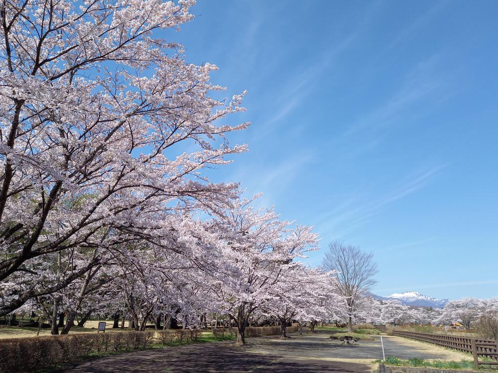 堀川親水公園の桜の写真2